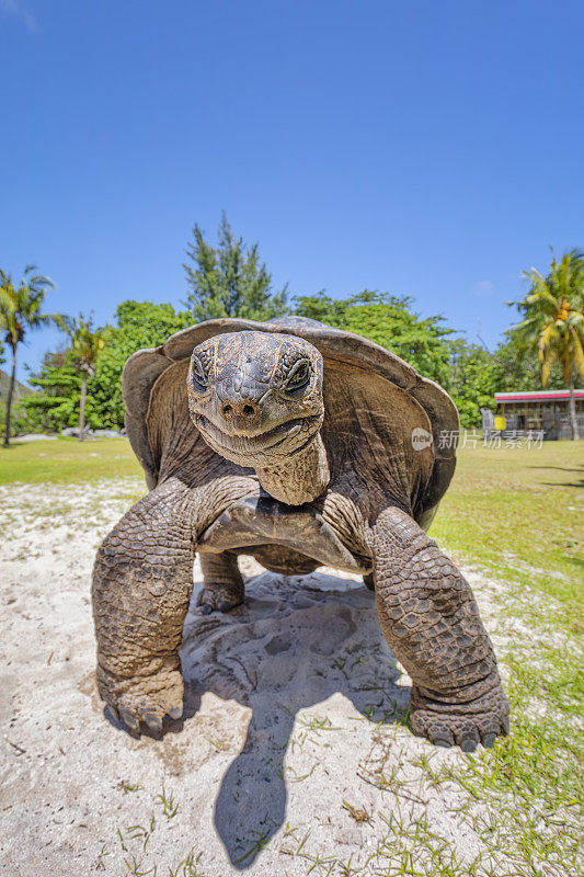 野生动物阿尔达布拉巨龟(Aldabrachelys gigantea)，位于塞舌尔岛的龟岛Curieuse